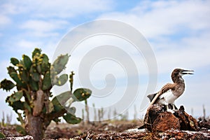 Blue footed booby chick