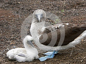 Blue Footed Booby and chick