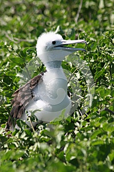 Blue-footed Booby Chick, Galapagos