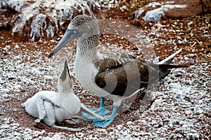 Blue footed booby with chick in the Galapagos