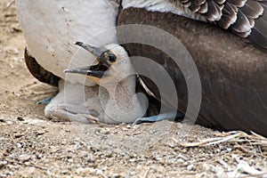 Blue footed booby chick in a nest