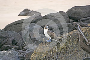 Blue Footed Booby on Coastal Rocks