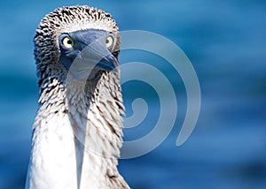 Blue Footed Booby Cross-eyed