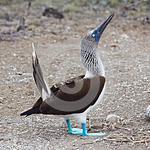 Blue-footed booby display