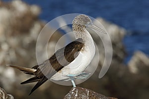 Blue-footed Booby displaying to its mate - Galapagos Islands