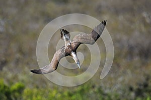 Blue-footed booby diving for fish near Santa Fe Island, Galapagos National Park, Ecuador