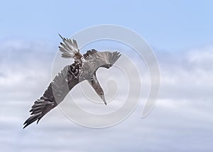 Blue-footed booby diving into the ocean,  Galapagos Islands