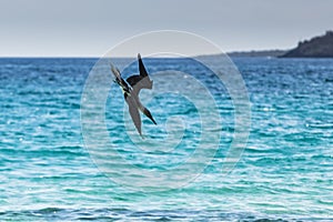 A Blue-footed Booby diving in the water