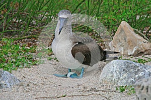 Blue Footed Booby with an egg
