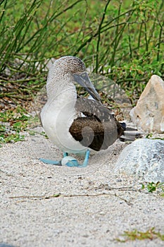 Blue Footed Booby with an egg