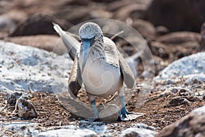 Blue footed booby with egg, North Seymour, Galapagos Islands, Ecuador