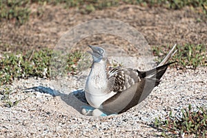 Blue footed booby with egg, North Seymour, Galapagos Islands, Ecuador