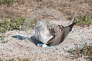 Blue footed booby with egg, North Seymour, Galapagos Islands, Ecuador