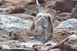 Blue footed booby with egg, North Seymour, Galapagos Islands, Ecuador.