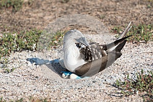 Blue footed booby with egg, North Seymour, Galapagos Islands, Ecuador