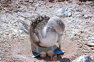 Blue-Footed Booby with Eggs