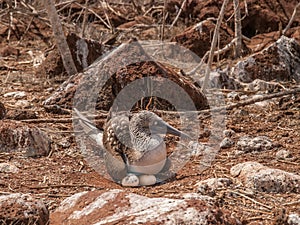 Blue Footed Booby and Eggs