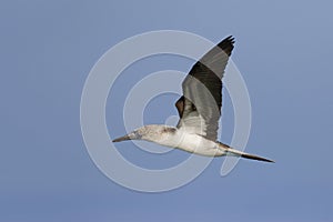 Blue-footed Booby in flight - Galapagos Islands