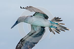 Blue-footed booby in flight, Galapagos islands photo