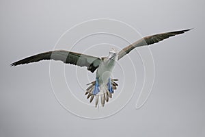 Blue-footed Booby in flight - Santa Cruz Island, Galapagos