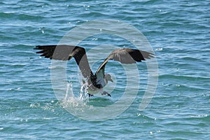 Blue-footed booby flying near Santa Fe Island, Galapagos National Park, Ecuador