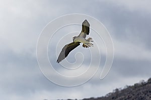 A Blue-footed Booby flying in the sky