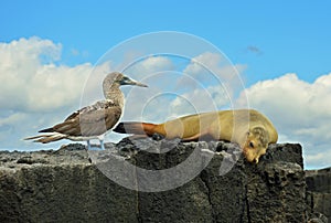 A blue footed booby and fur seal toghether on a rock