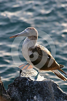 Blue-Footed Booby, Galapagos