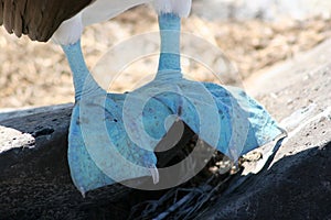 Blue-footed Booby, Galapagos