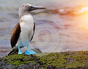 Blue footed booby at Galapagos photo