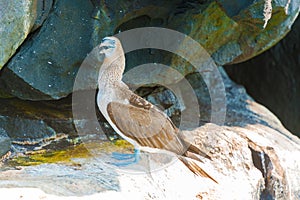 Blue footed Booby in Galapagos, Ecuador.