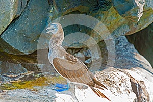 Blue footed Booby in Galapagos, Ecuador.