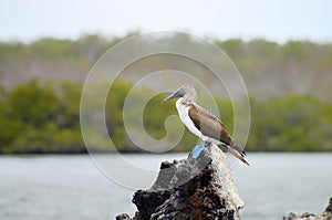 Blue Footed Booby - Galapagos - Ecuador