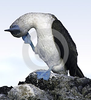 Blue Footed Booby, Galapagos Ecuador