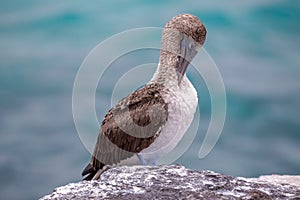 Blue Footed Booby - Galapagos - Ecuador