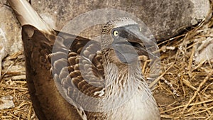 Blue footed booby, Galapagos Island.