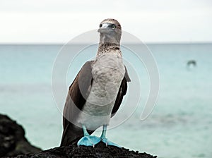 Blue footed booby on Galapagos Island