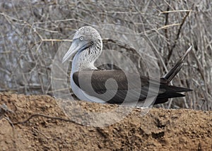 Blue-footed booby, Galapagos Islands