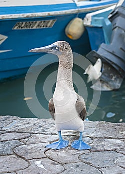 Blue Footed Booby, Galapagos Islands, Ecuador