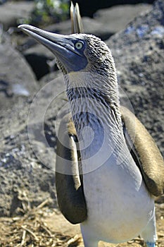 Blue-footed Booby, Galápagos National Park, Ecuador