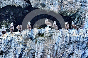 Blue Footed Booby on Isla Isabel