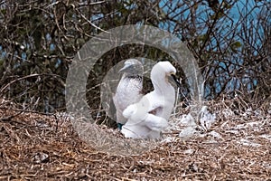 Blue-footed Booby with its chick in the nest. Baby Blue-footed Booby, Isla de la Plata Plata Island, Ecuador