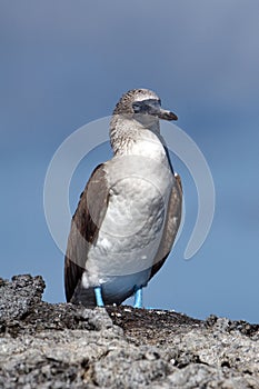 Blue footed booby on lava rock