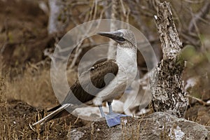 Blue Footed Booby Male Stands And Surveys His Terriroty On Galapagos Island