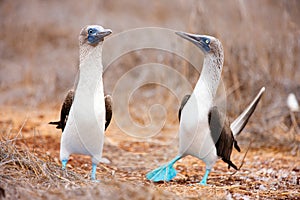 Blue footed booby mating dance