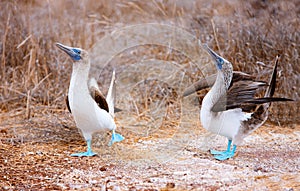 Blue footed booby mating dance