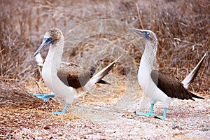 Blue footed booby mating dance