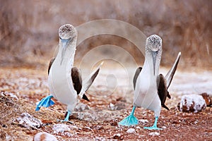 Blue footed booby mating dance