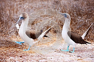 Blue footed booby mating dance photo