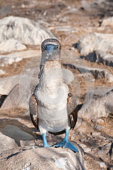 Blue-footed Booby photo